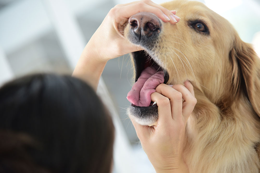 犬の歯周病のメカニズム